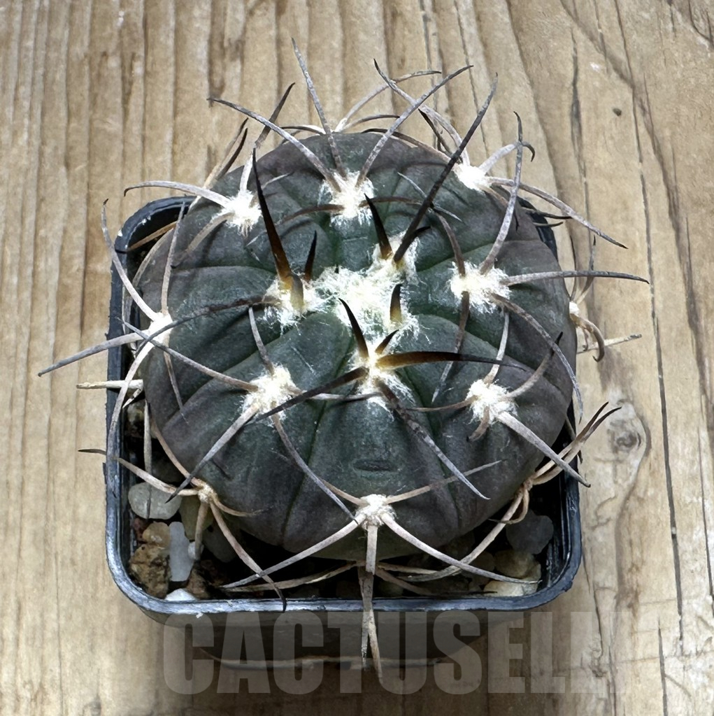 SHPR30975 Gymnocalycium spegazzinii TOM 80/1 - Obrázek 2
