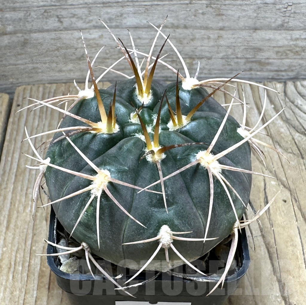SHPR30978 Gymnocalycium schmidianum, short hard spines