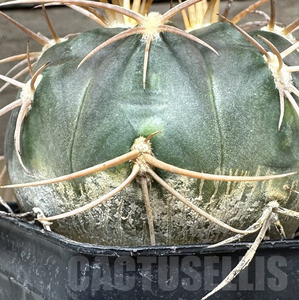 SHPR30978 Gymnocalycium schmidianum, short hard spines - Obrázek 2