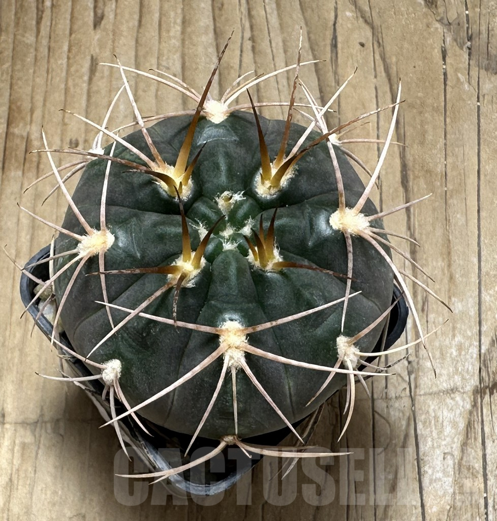 SHPR30978 Gymnocalycium schmidianum, short hard spines - Obrázek 3