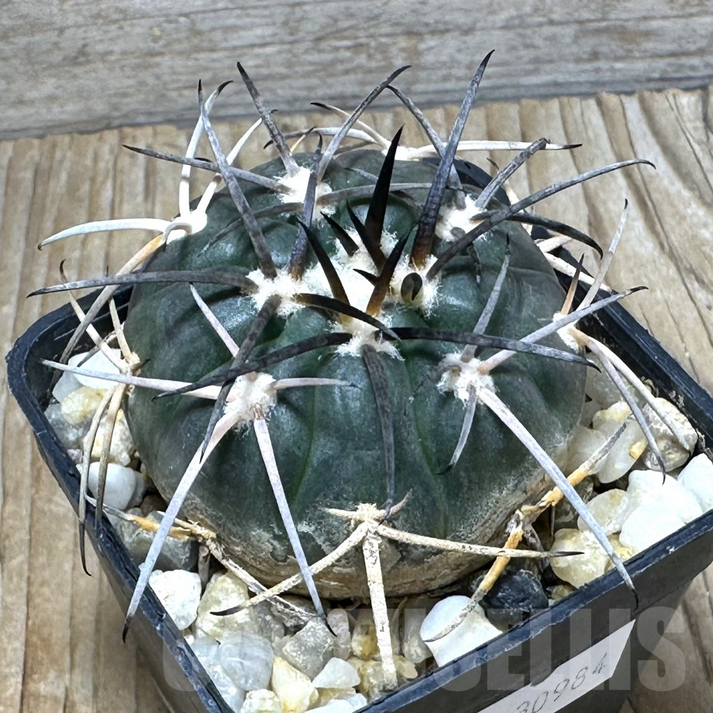 SHPR30984 Gymnocalycium spegazzinii