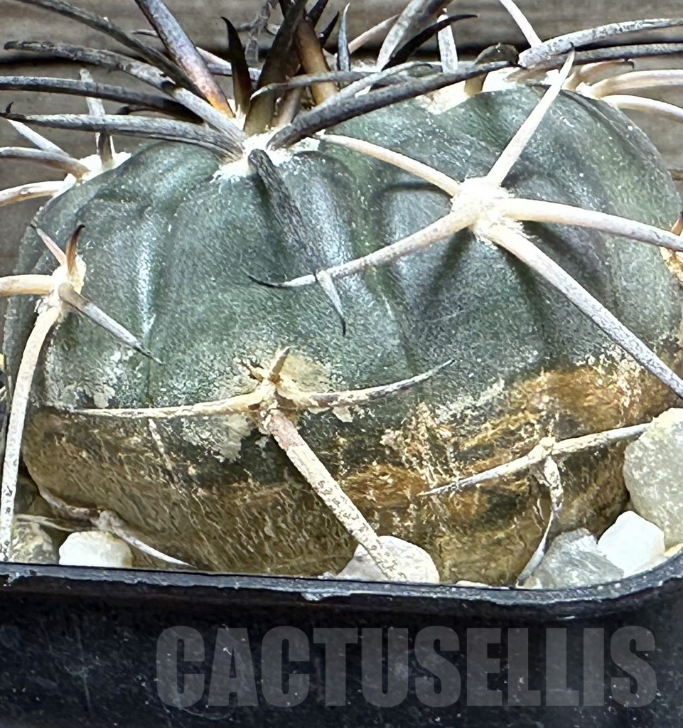 SHPR30984 Gymnocalycium spegazzinii – Image 2