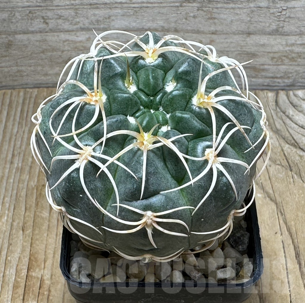 SHPR30986 Gymnocalycium ritterianum, La Rioja, Argentina