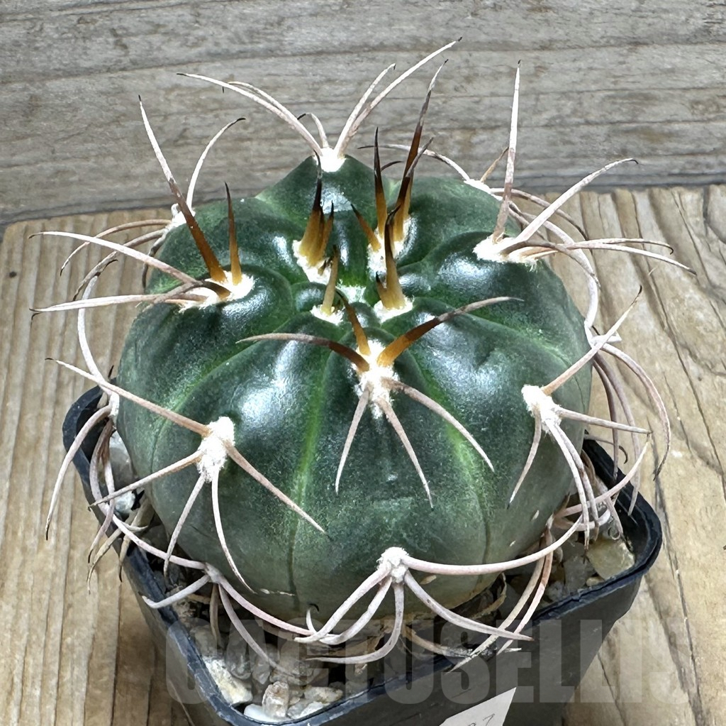 SHPR30987 Gymnocalycium schmidianum Tom 15-815