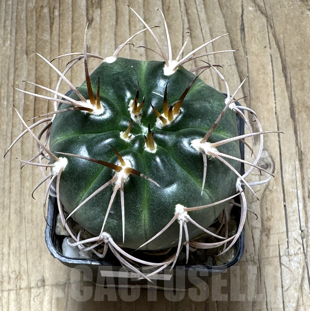 SHPR30987 Gymnocalycium schmidianum Tom 15-815 - immagine 2