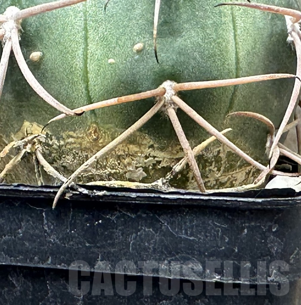 SHPR30987 Gymnocalycium schmidianum Tom 15-815 - immagine 3