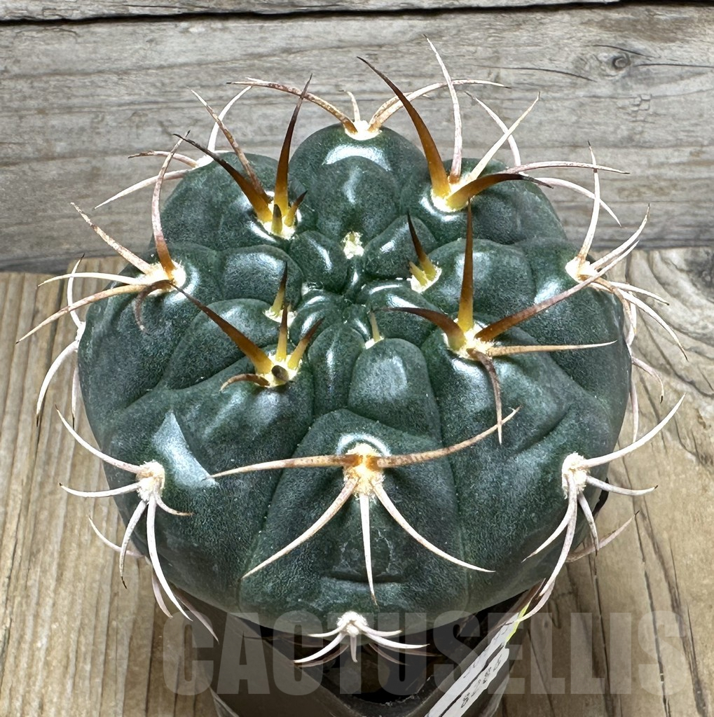 SHPR30993 Gymnocalycium tillianum