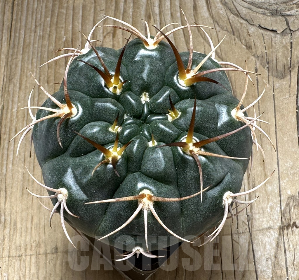 SHPR30993 Gymnocalycium tillianum – Bild 2