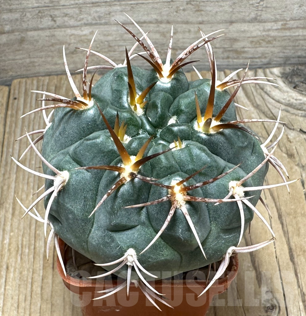 SHPR30994 Gymnocalycium tillianum