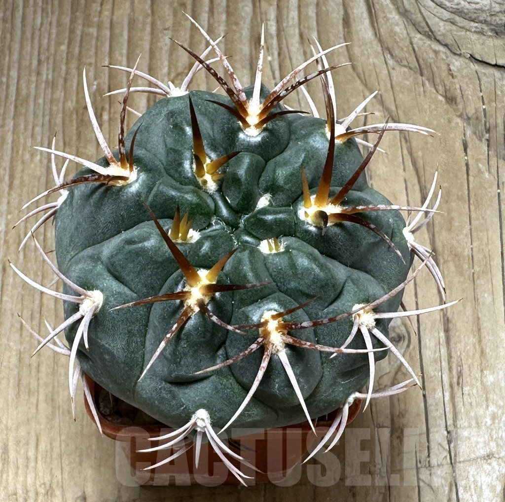SHPR30994 Gymnocalycium tillianum – Bild 2