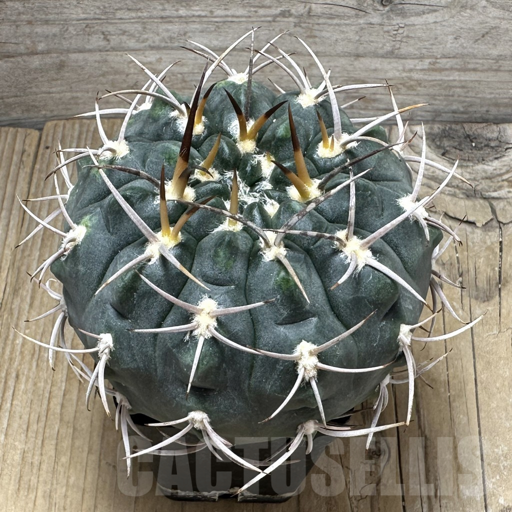 SHPR30995 Gymnocalycium tillianum