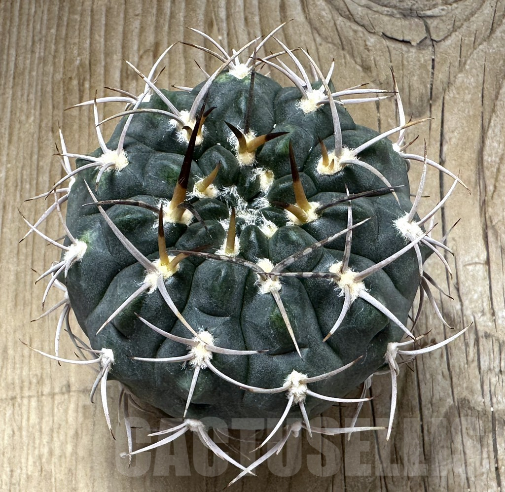 SHPR30995 Gymnocalycium tillianum - Image 2