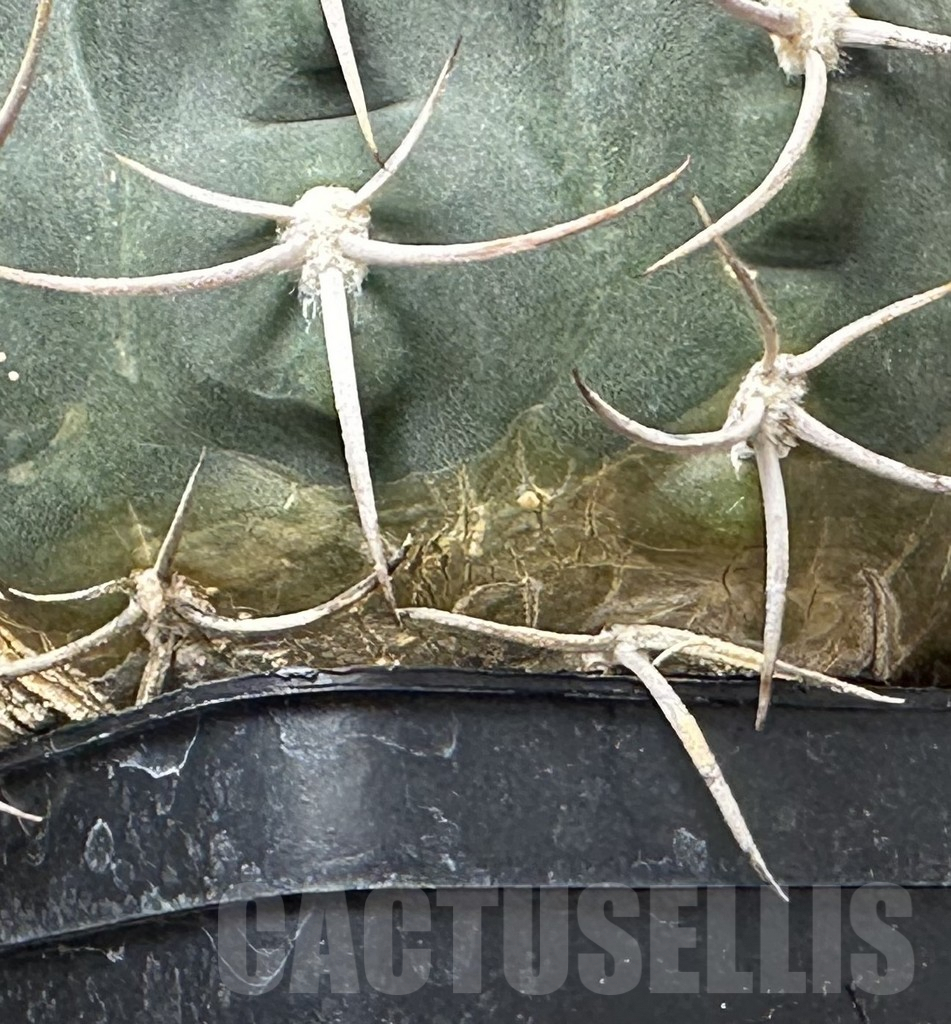 SHPR30995 Gymnocalycium tillianum - Image 3