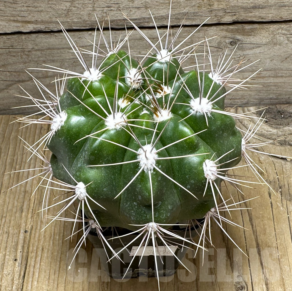 SHPR30996 Gymnocalycium valnicekianum