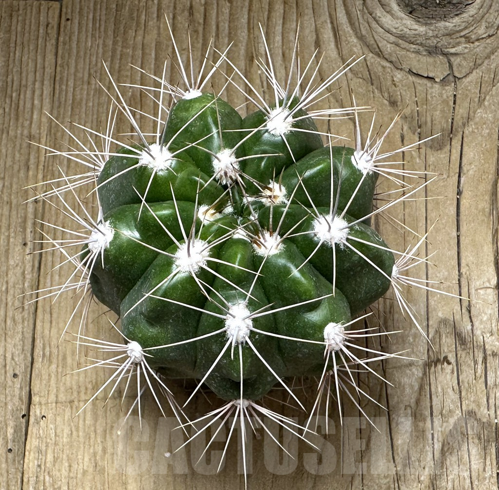 SHPR30996 Gymnocalycium valnicekianum - Image 2