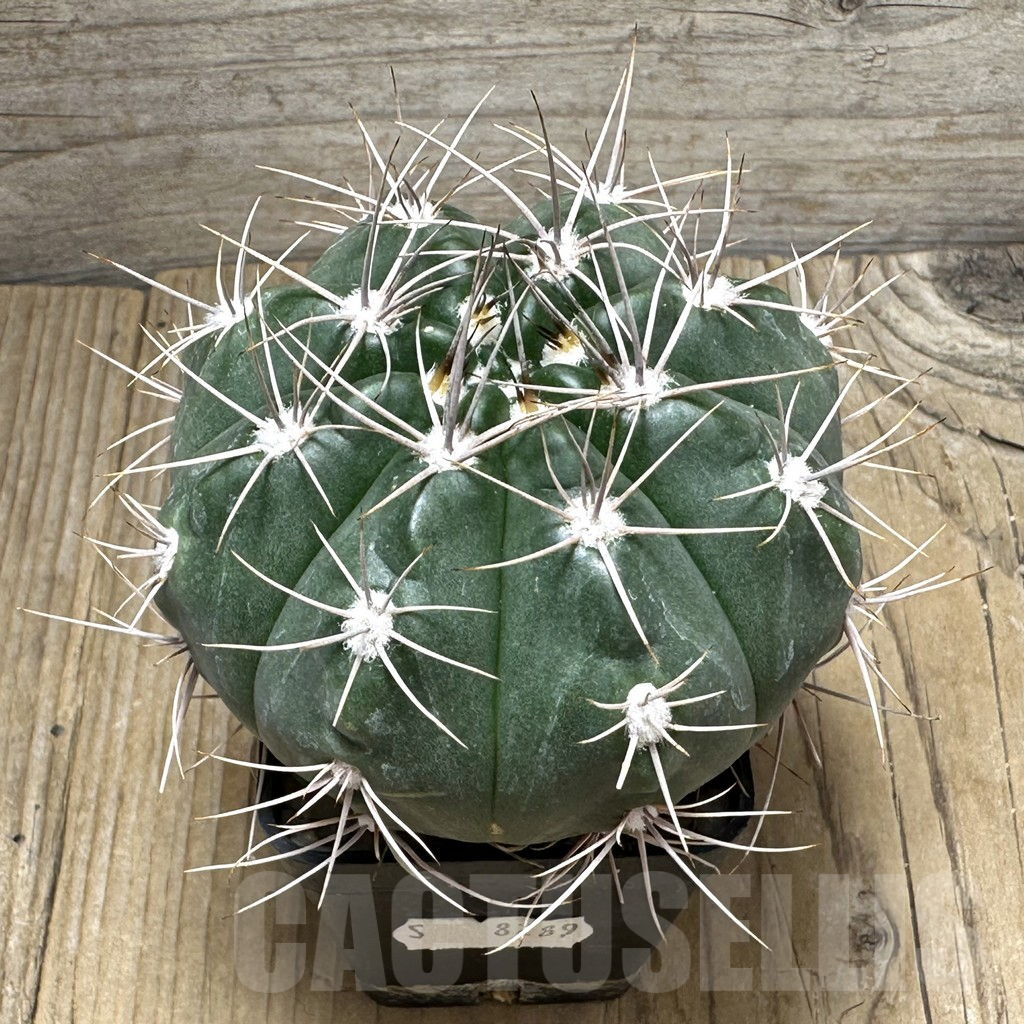 SHPR30997 Gymnocalycium valnicekianum