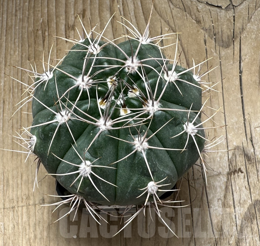 SHPR30997 Gymnocalycium valnicekianum - Image 2