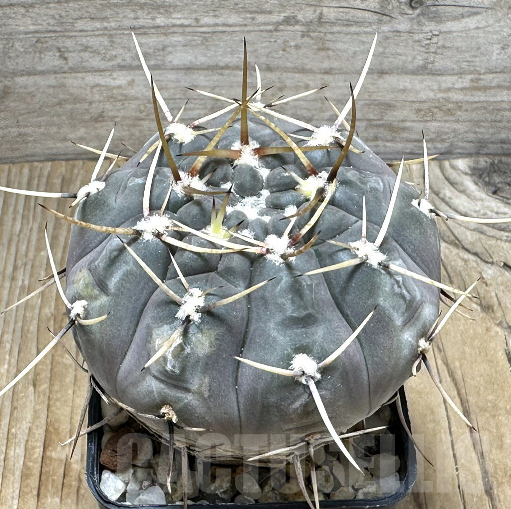 SHPR30998 Gymnocalycium borthii v. nogolense
