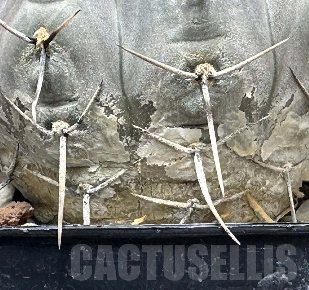 SHPR30998 Gymnocalycium borthii v. nogolense - Image 2