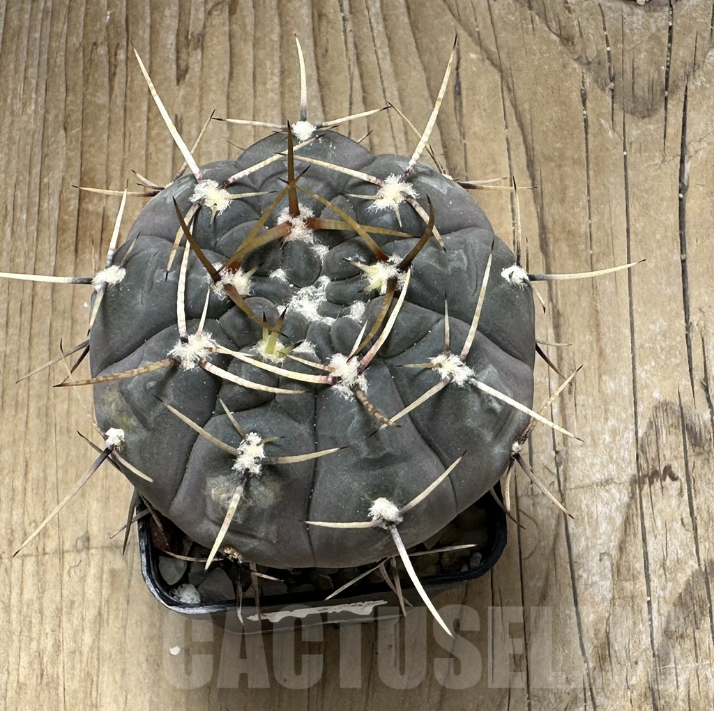 SHPR30998 Gymnocalycium borthii v. nogolense - Image 3