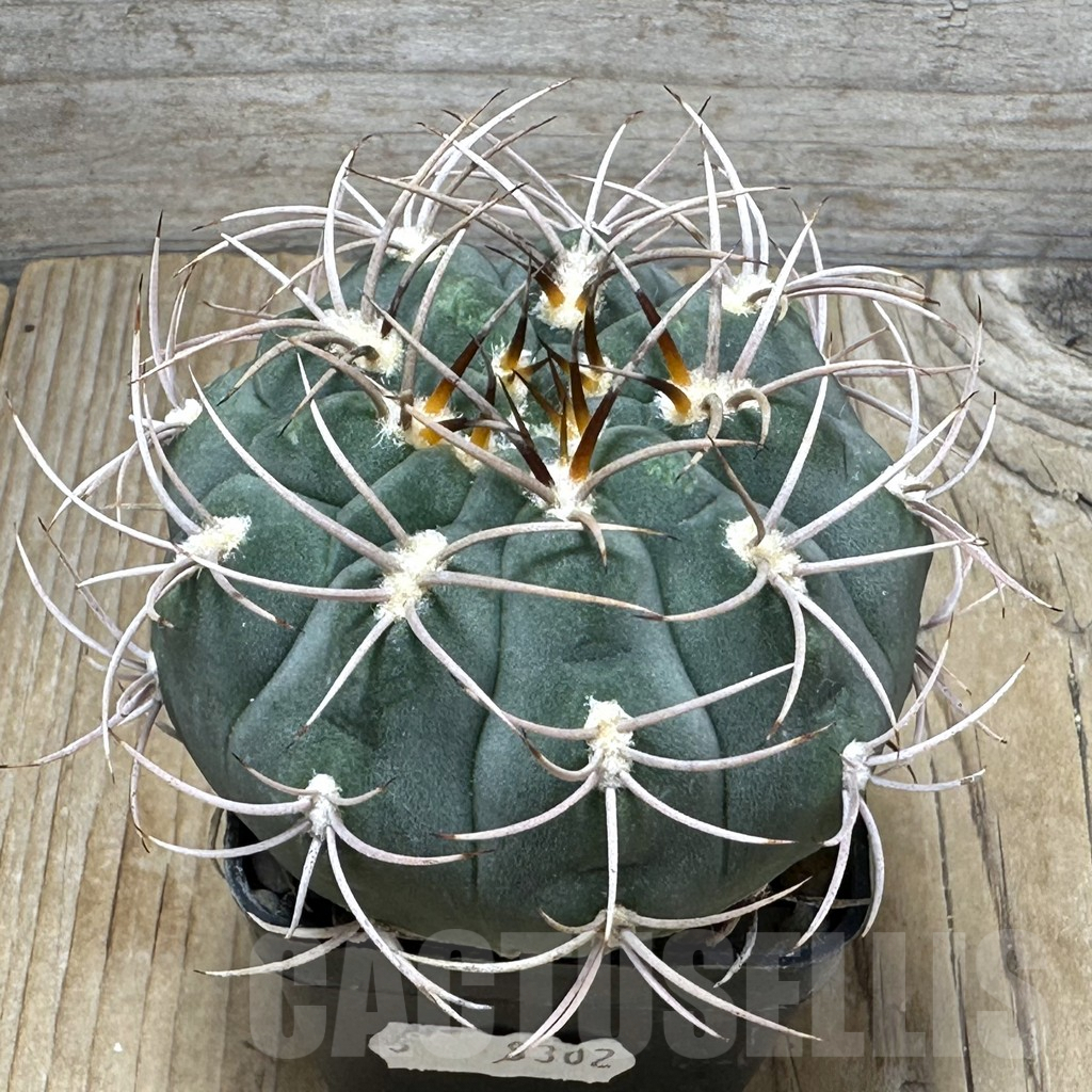 SHPR30999 Gymnocalycium ambatoense MT 12-542, Catamarca, Argentina