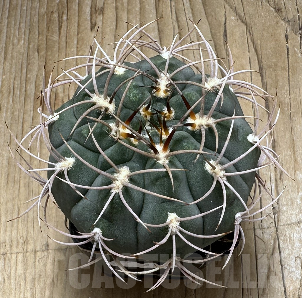 SHPR30999 Gymnocalycium ambatoense MT 12-542, Catamarca, Argentina - Image 2