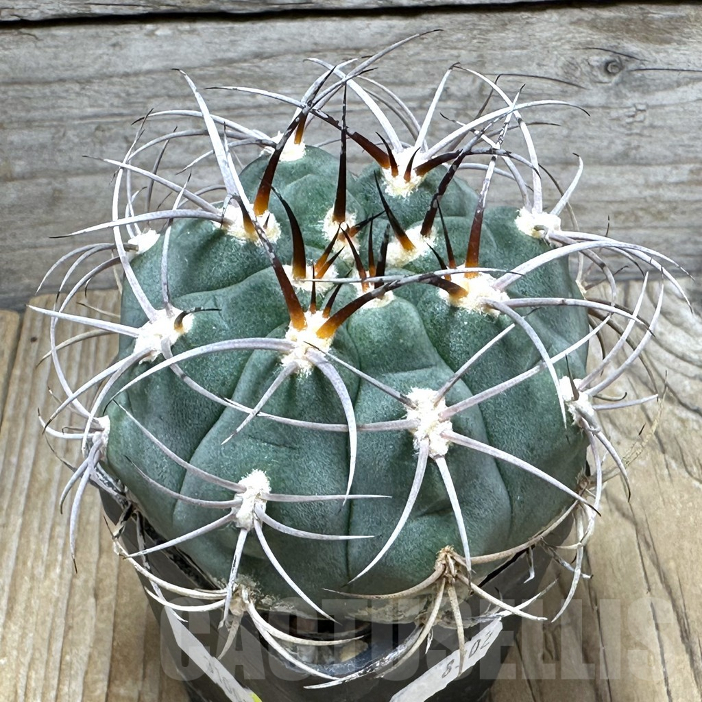 SHPR31001 Gymnocalycium ambatoense MT 12-542, Catamarca, Argentina