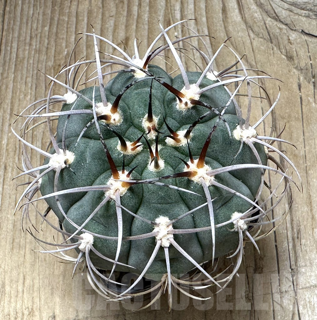 SHPR31001 Gymnocalycium ambatoense MT 12-542, Catamarca, Argentina - Image 2