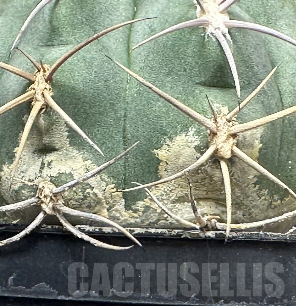 SHPR31001 Gymnocalycium ambatoense MT 12-542, Catamarca, Argentina - Image 3
