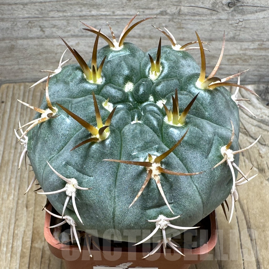 SHPR31002 Gymnocalycium tillianum