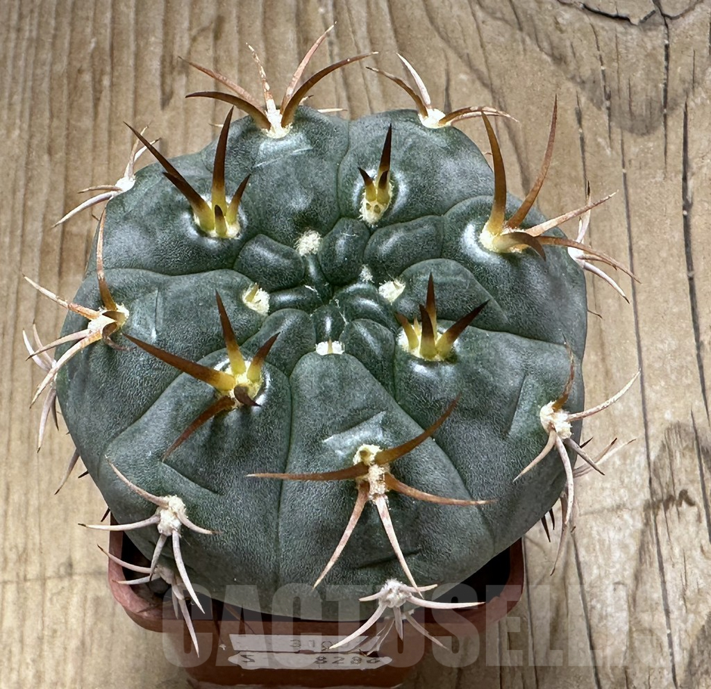 SHPR31002 Gymnocalycium tillianum - Image 2