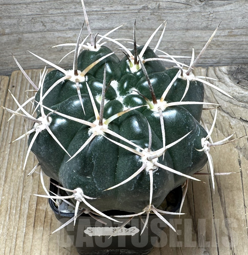 SHPR31003 Gymnocalycium orientale v. vikulovii Tom 15-756