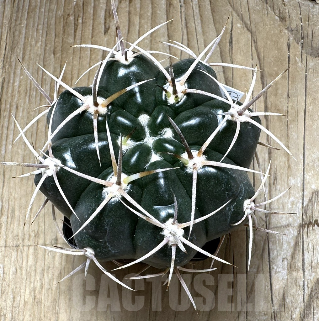 SHPR31003 Gymnocalycium orientale v. vikulovii Tom 15-756 - Image 2