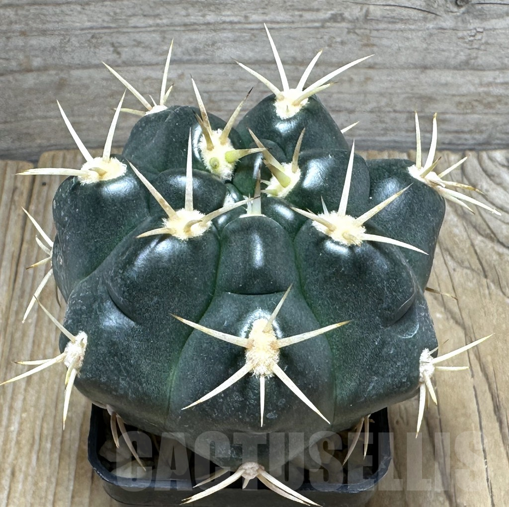 SHPR31005 Gymnocalycium orientale new form Tom 15-752