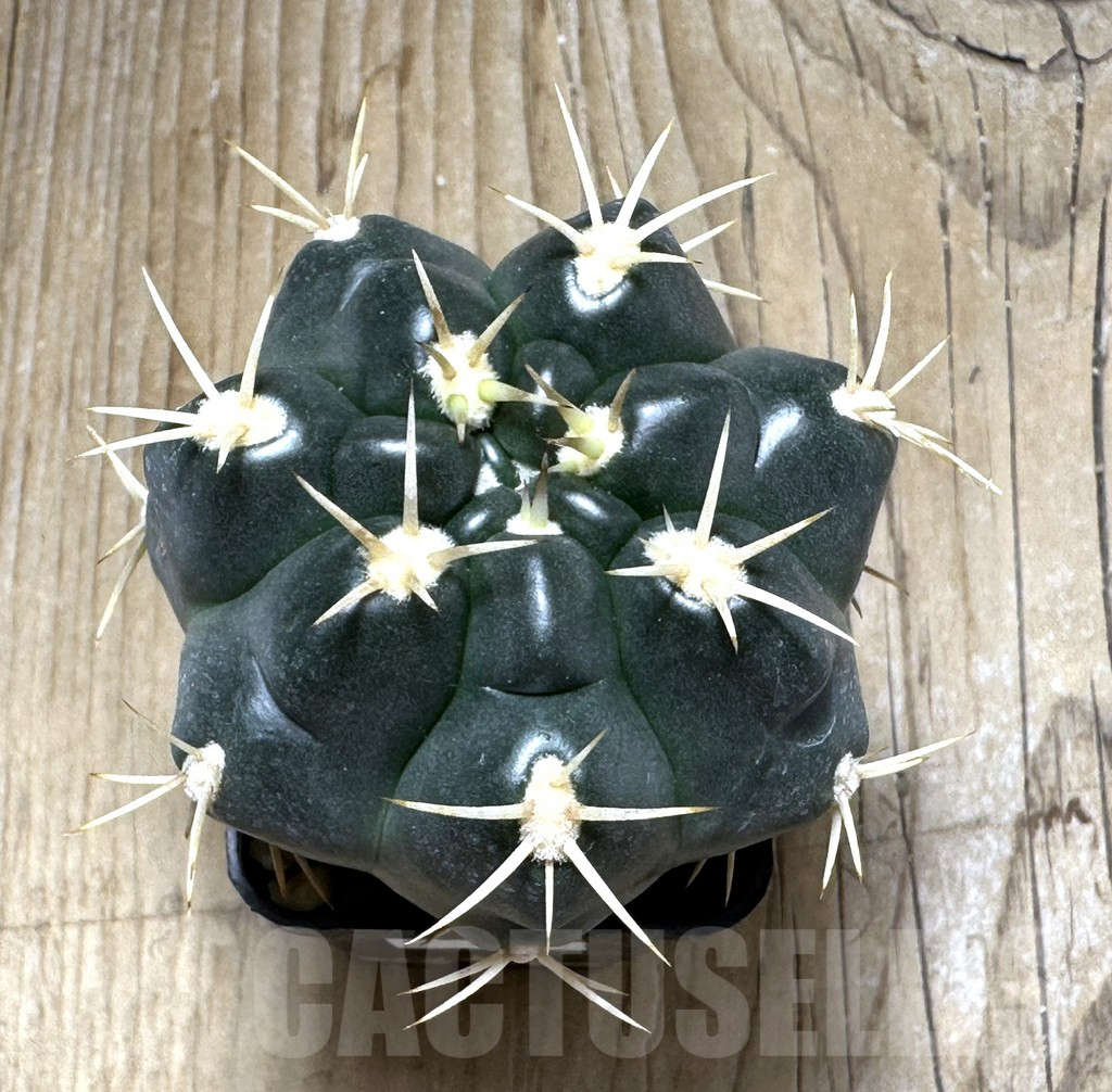 SHPR31005 Gymnocalycium orientale new form Tom 15-752 - Image 2