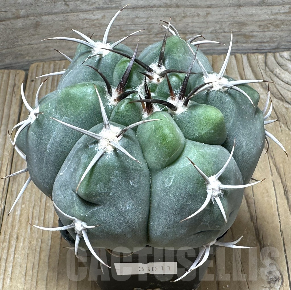 SHPR31011 Gymnocalycium mostii v. miradorense, Cordoba, Argentina