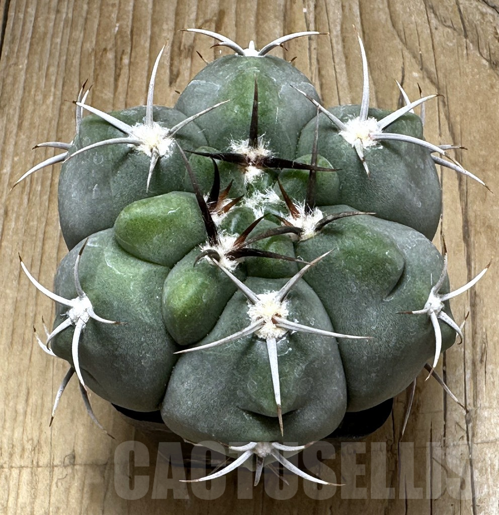 SHPR31011 Gymnocalycium mostii v. miradorense, Cordoba, Argentina - Obrázek 2