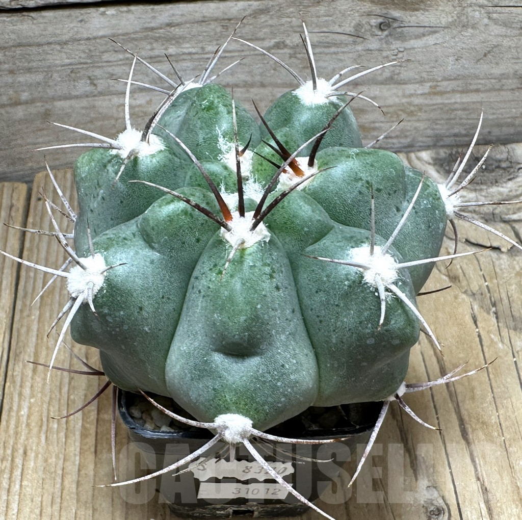 SHPR31012 Gymnocalycium mostii v. miradorense Tom 15-745