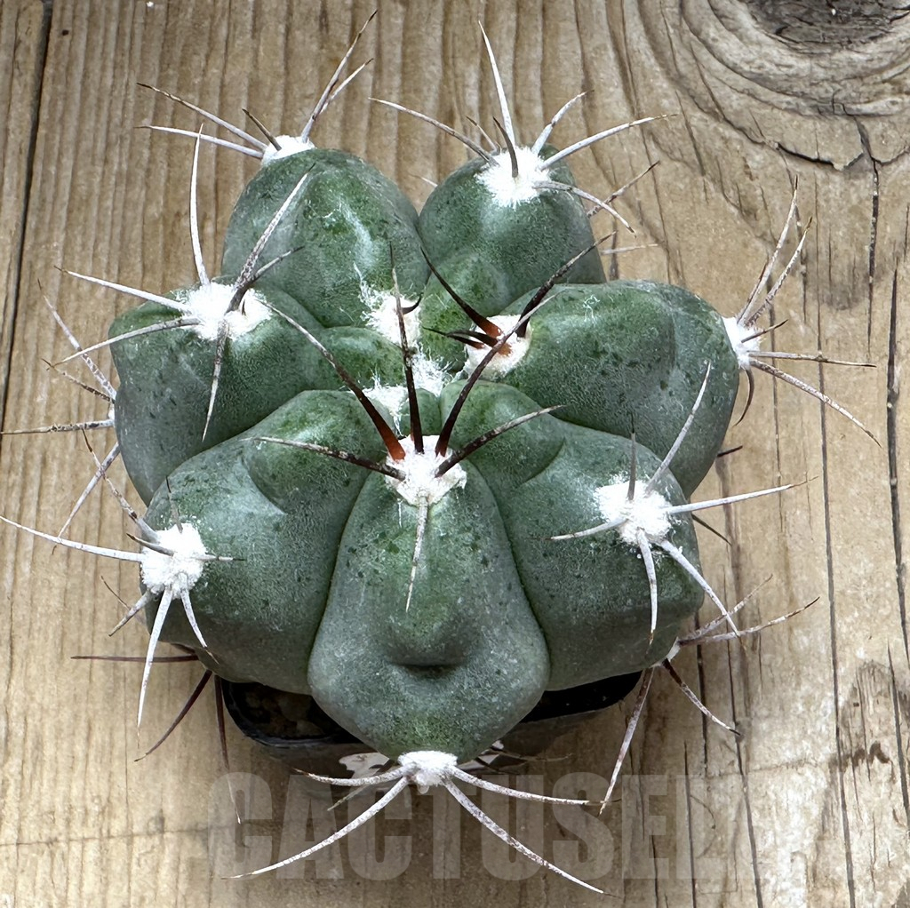 SHPR31012 Gymnocalycium mostii v. miradorense Tom 15-745 - immagine 2