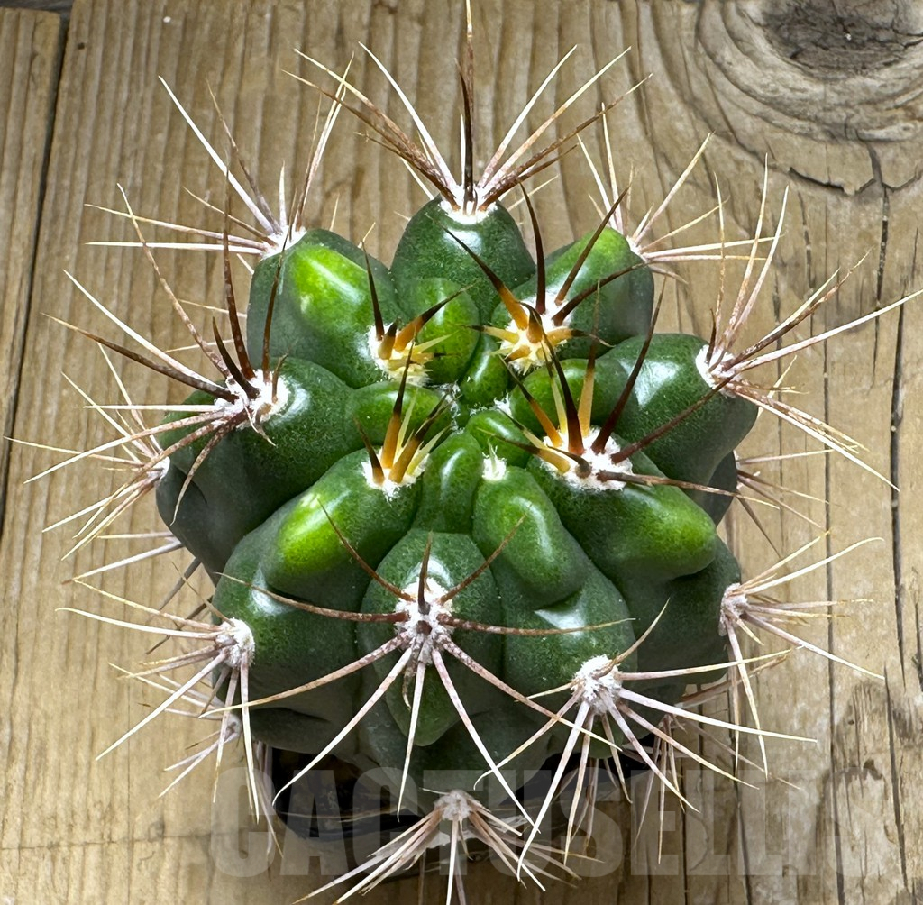 SHPR31013 Gymnocalycium mostii, Uritorco, Argentina - immagine 2