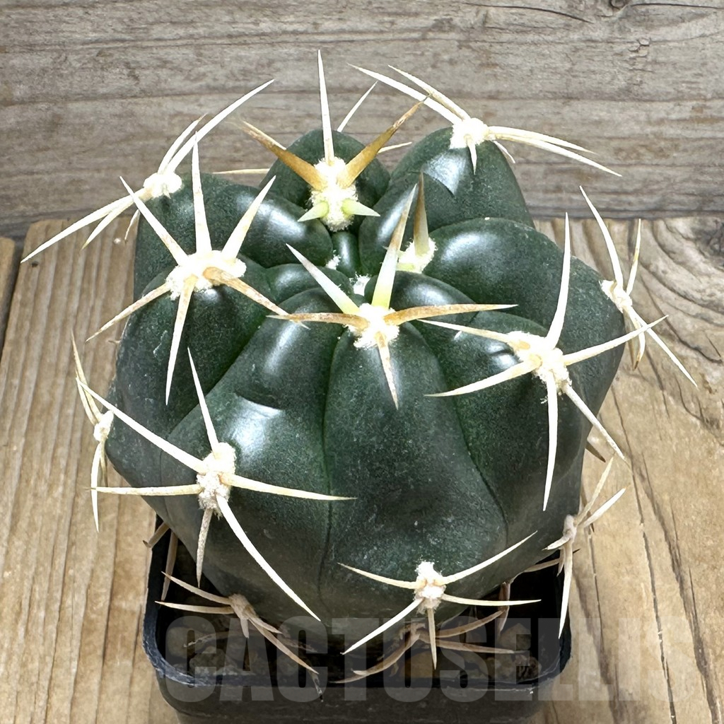 SHPR31014 Gymnocalycium orientale new form Tom 15-752