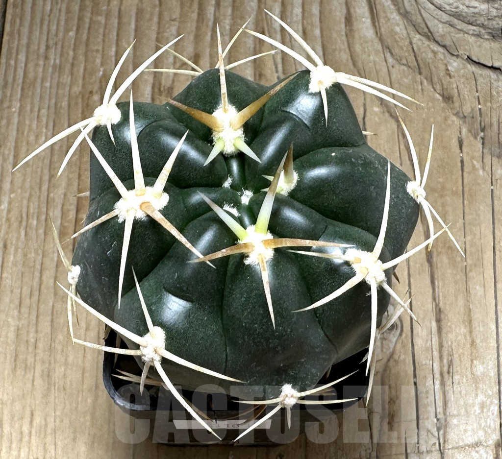 SHPR31014 Gymnocalycium orientale new form Tom 15-752 - Image 2