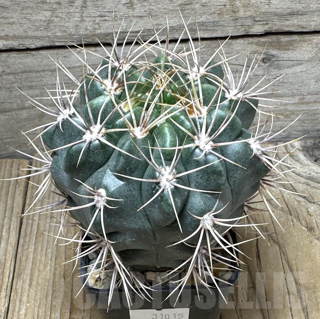SHPR31015 Gymnocalycium mostii, Uritorco, Argentina
