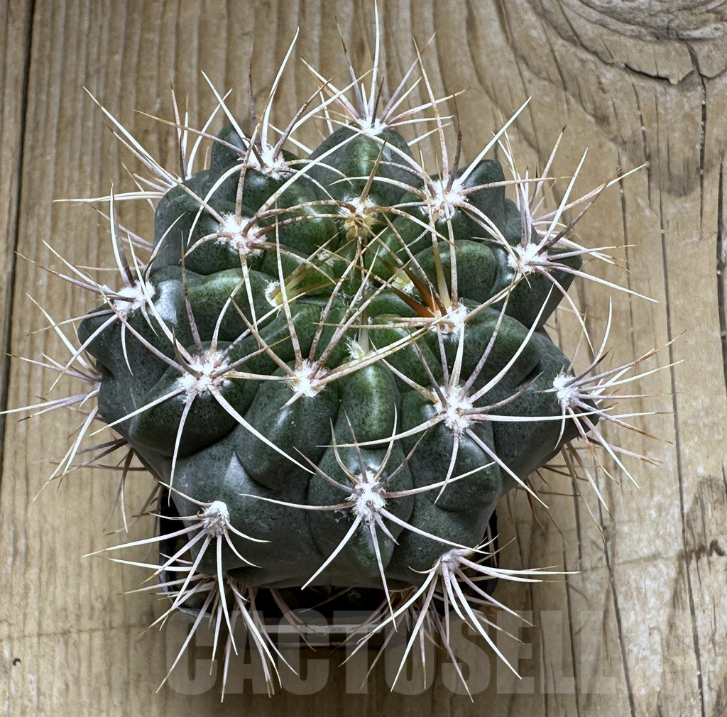 SHPR31015 Gymnocalycium mostii, Uritorco, Argentina - 画像 (2)