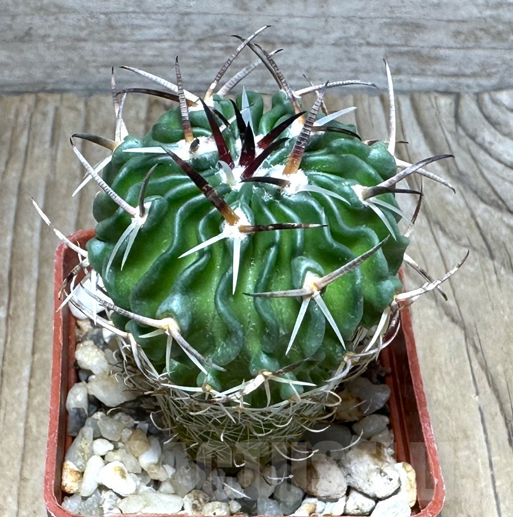 SHPR31079 Stenocactus lancifer, Mexico