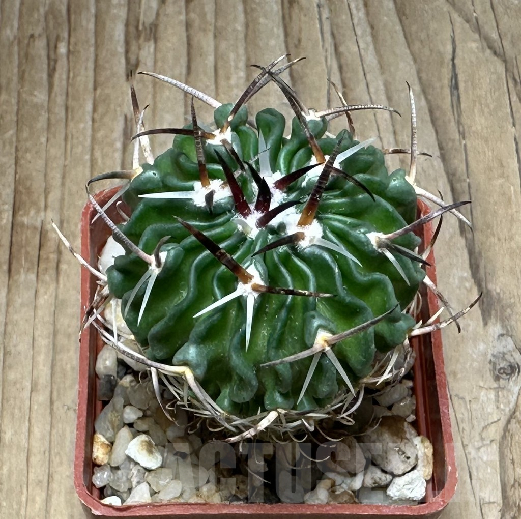 SHPR31079 Stenocactus lancifer, Mexico - Obrázek 2