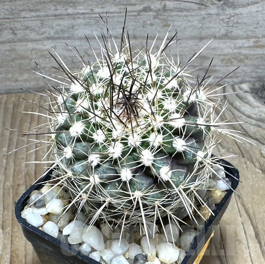 SHPR31080 Copiapoa humilis