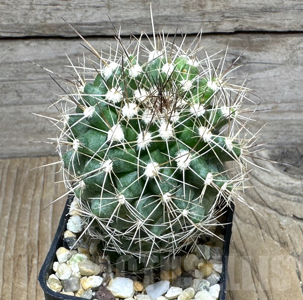 SHPR31081 Copiapoa humilis