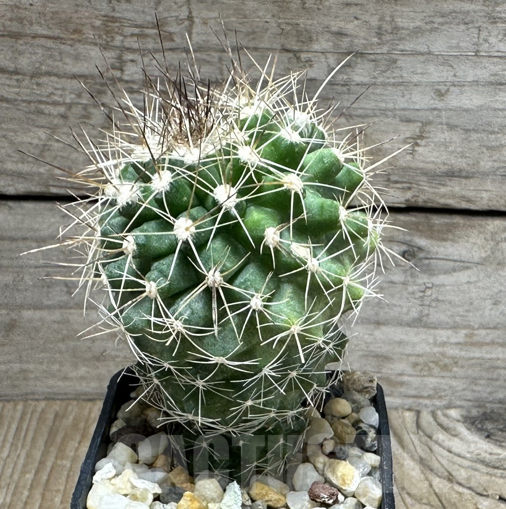 SHPR31081 Copiapoa humilis - Obrázek 2