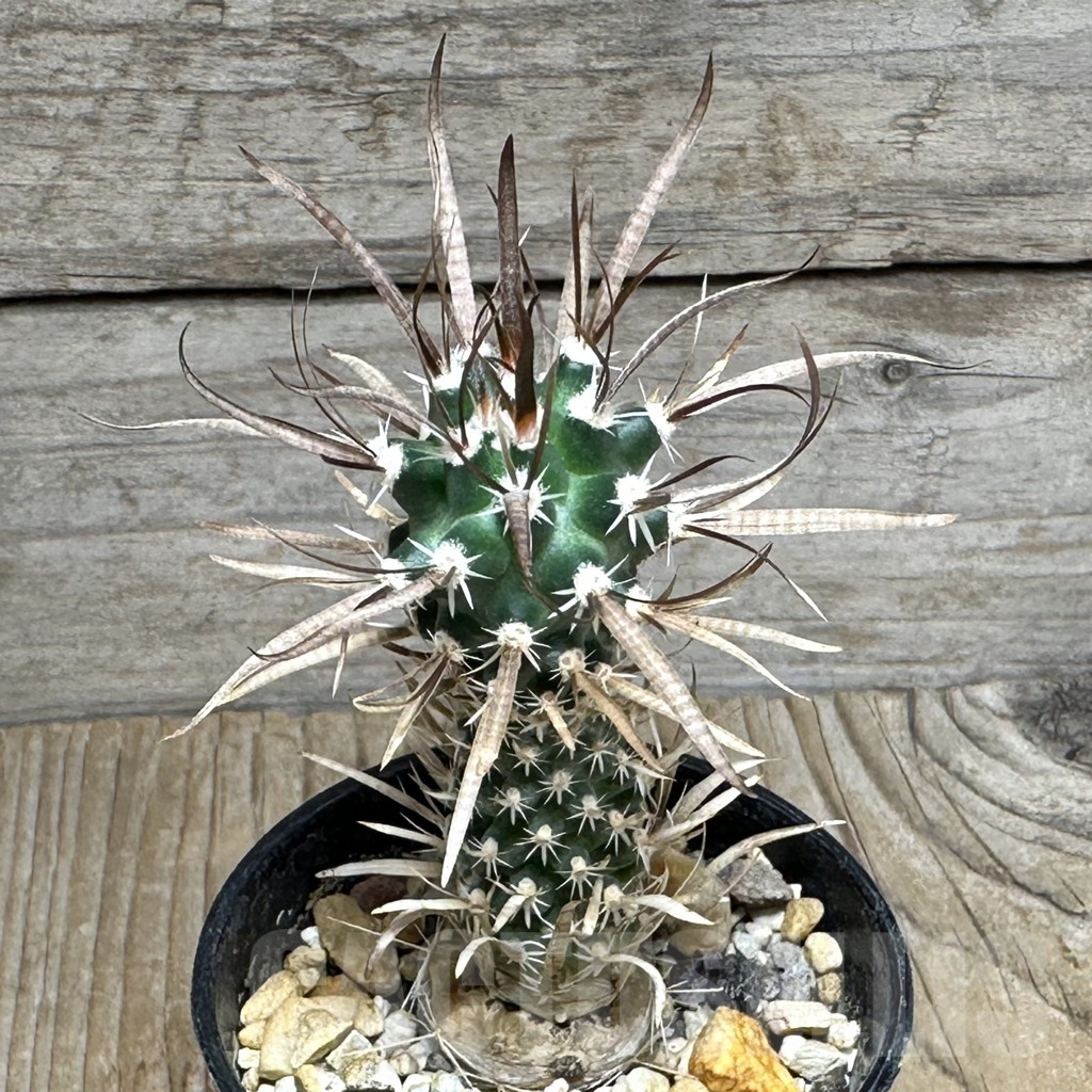 SHPR31084 Toumeya papyracantha SB 330, clone 4, San Ysidro, New Mexico - Image 2